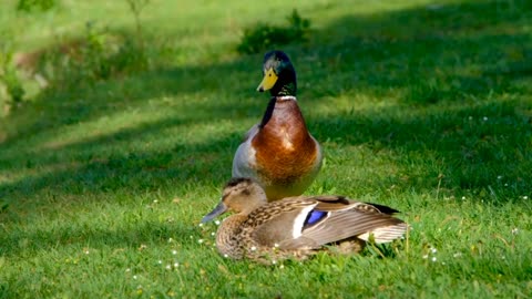 Relaxing | Beautiful birds | Wonderful nature #shorts