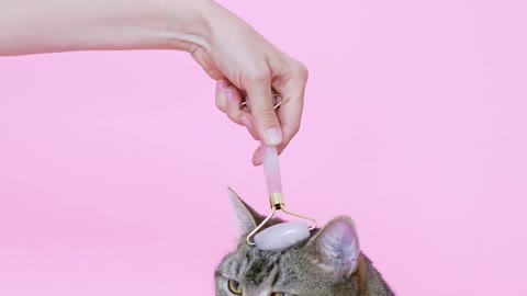 Person Massaging a Cat