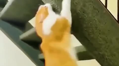 Unbelievable movement of cats