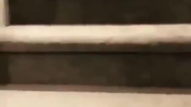Funny dog & fun