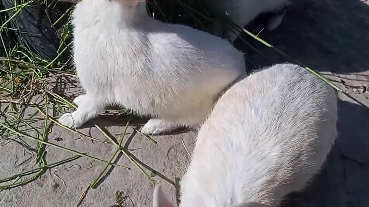 White rabbit-Rabbit cross breed-Best rabbit