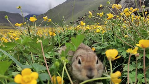 A gopher in a meadow of flowers