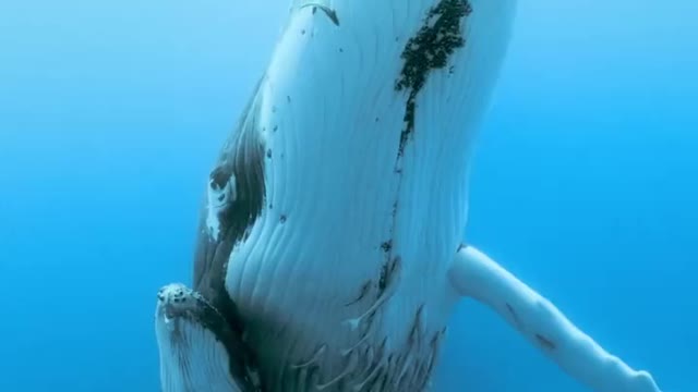 Whale mom love and protection for new baby.