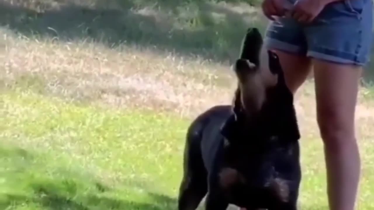 Funny Animals 🤣