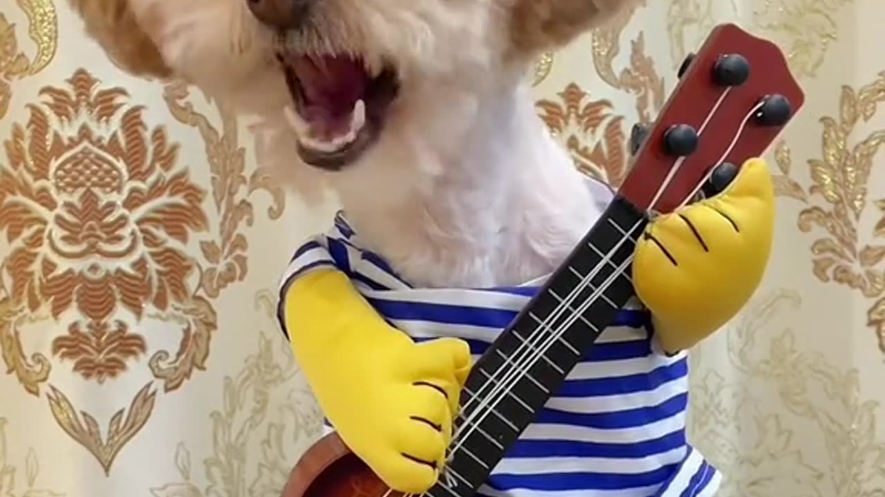 Singing dog