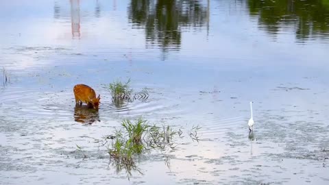 Sika deer drinking water