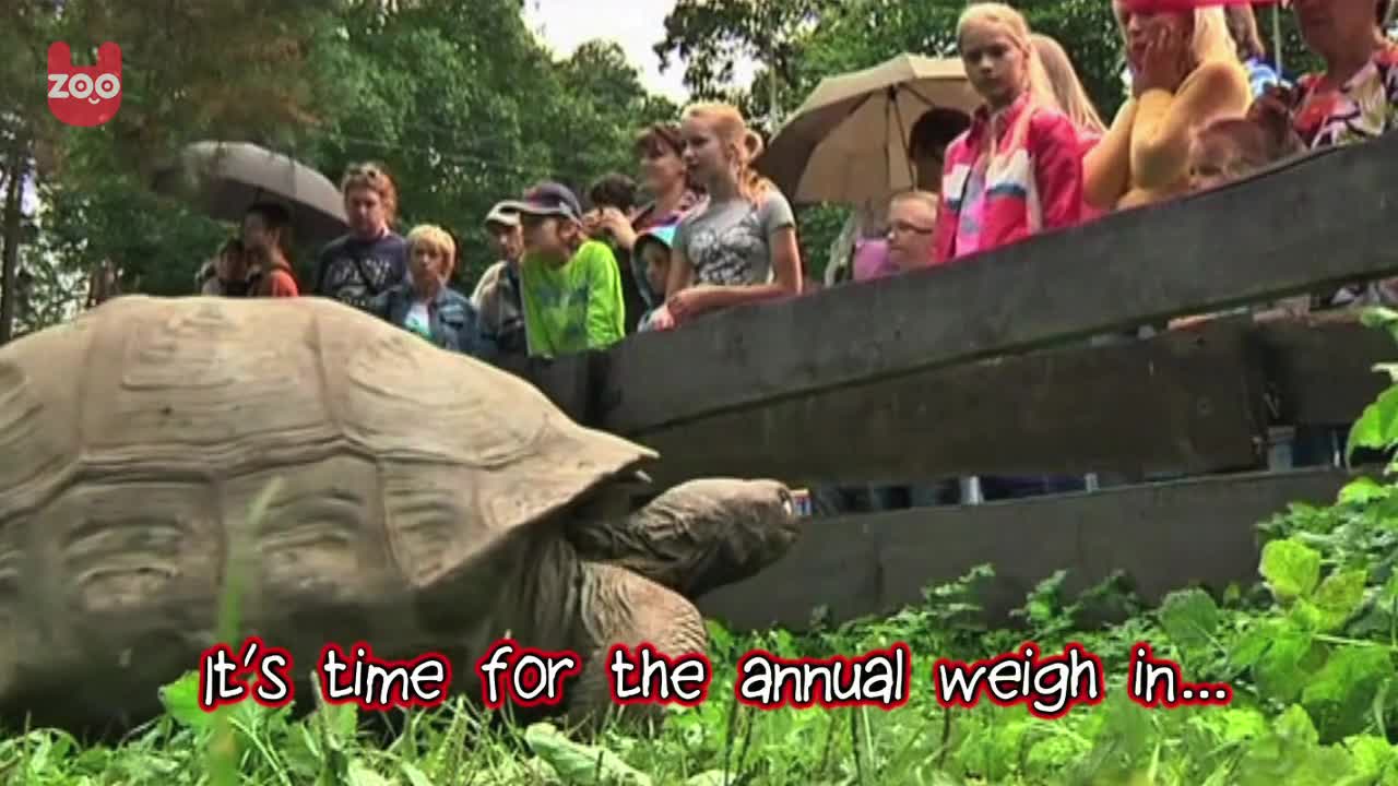 Tortoise Weigh In