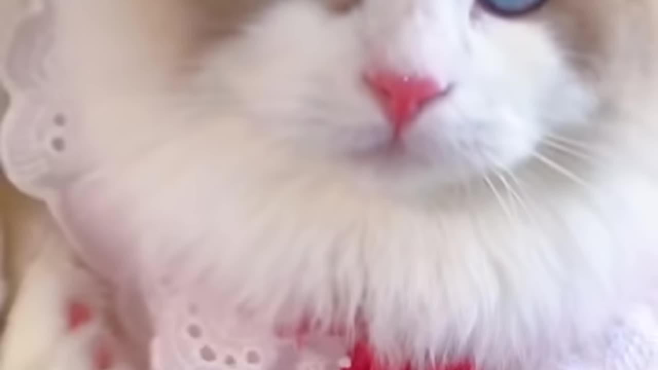 A CUTE CAT VIDEO