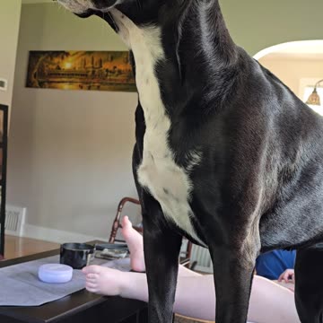 When there's a chipmunk outside