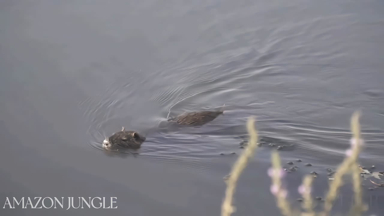 Captivating Otters: Exploring the Playful World of These Aquatic Wonders