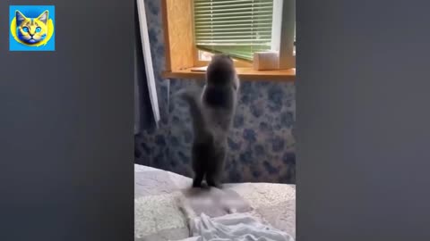 Funniest Cats Videos