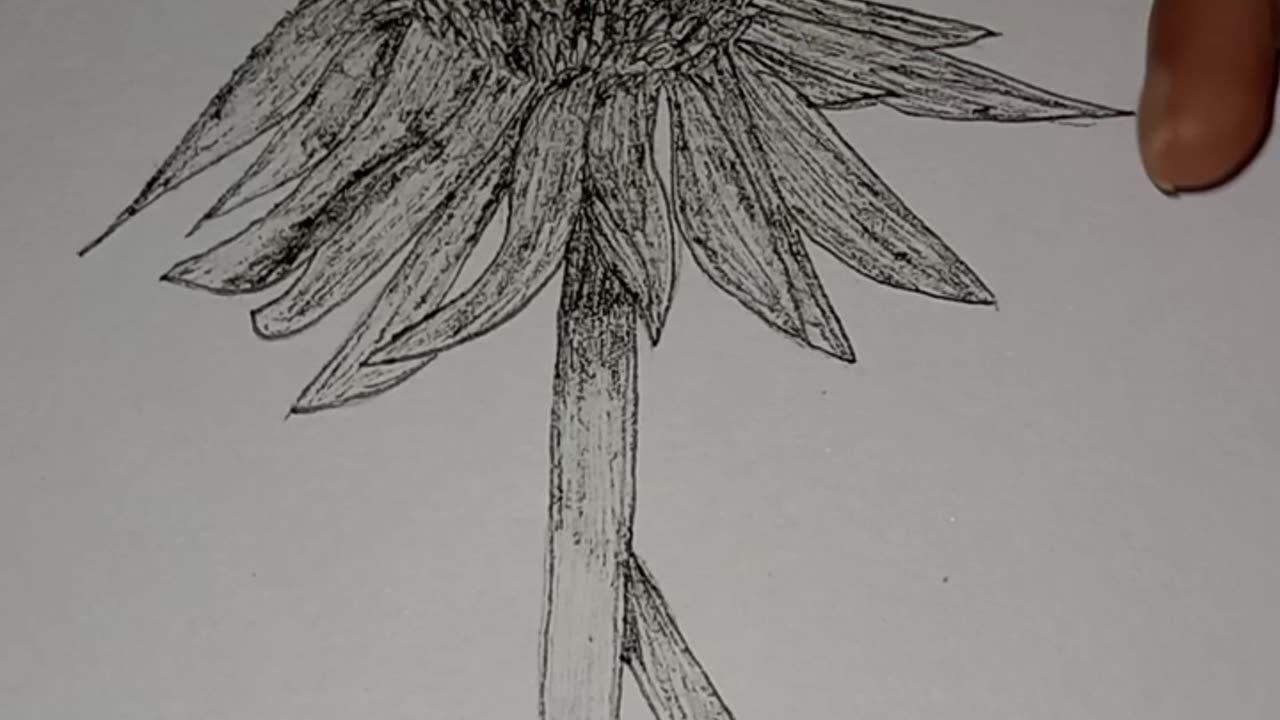 Flower Illustration