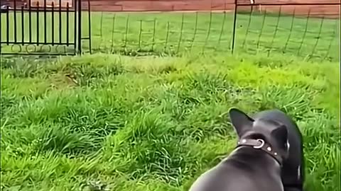 Funny animals