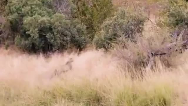 Cheetah jumps to escape crocodile