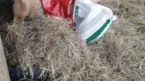 Goat Gets Head Stuck in Feed Bag