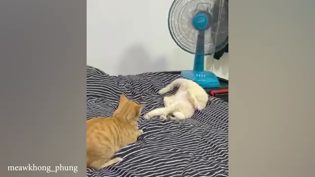 Funny cats