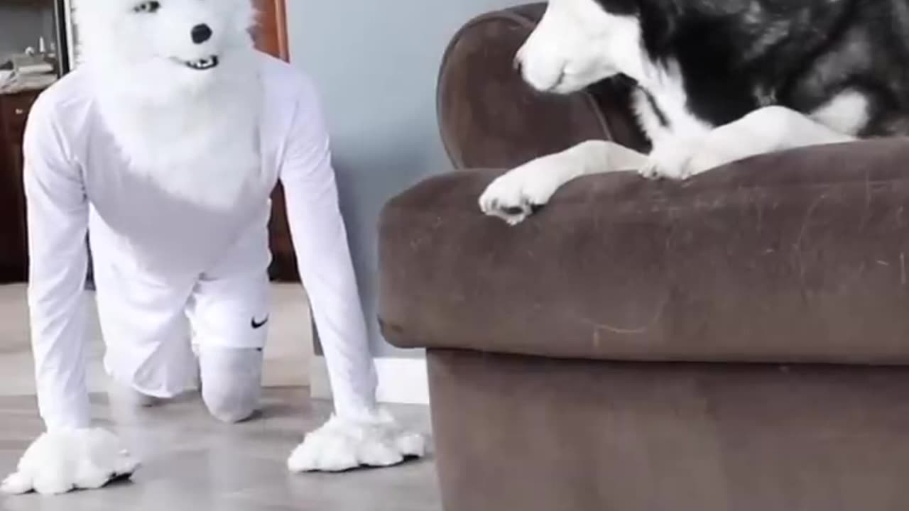 animal funny video