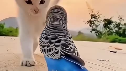 Cute cat and bird video