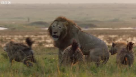 Lion Trapped by Clan of Hyenas!