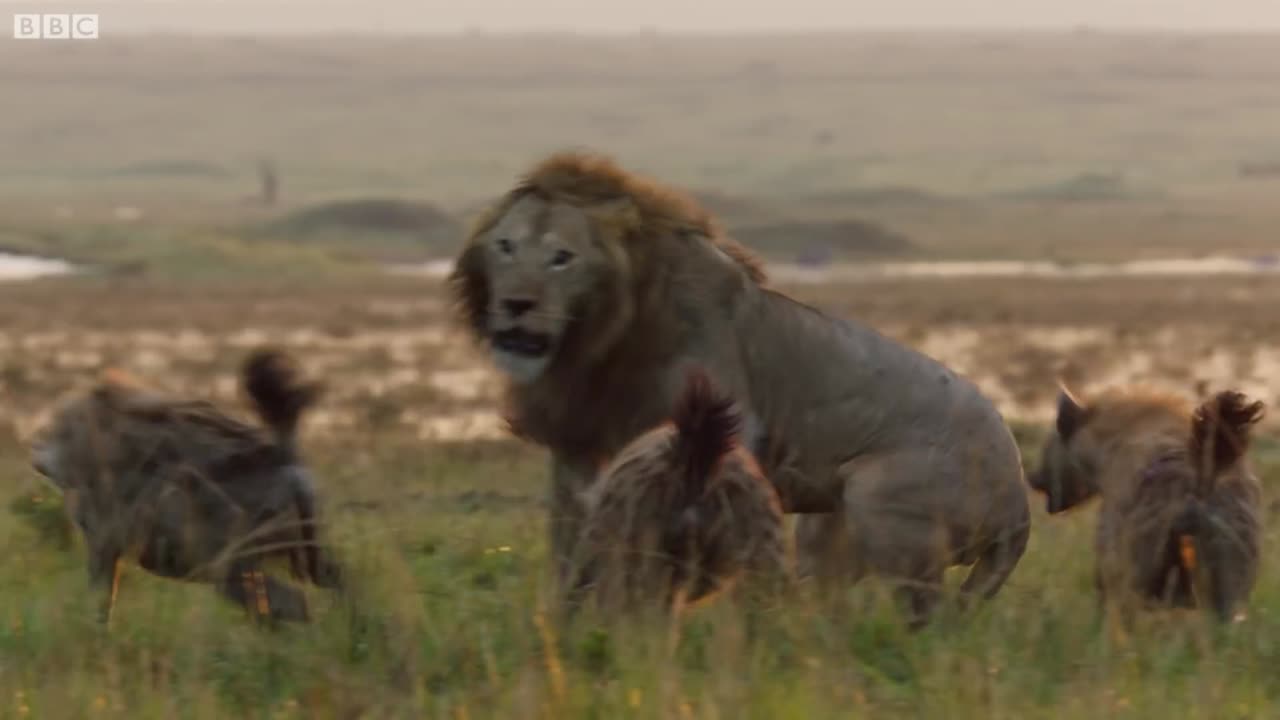 Lion Trapped by Clan of Hyenas!