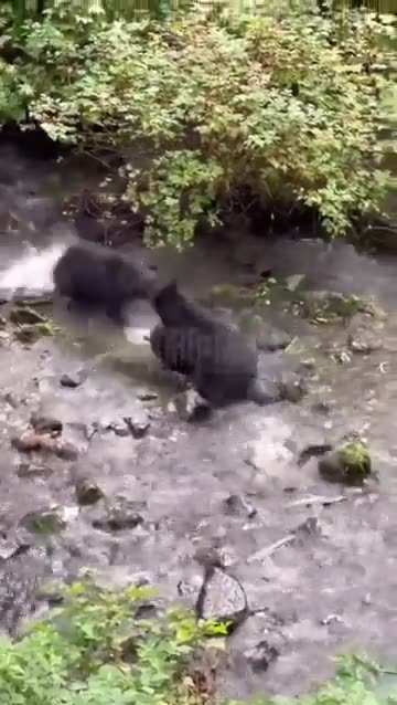 Baby bear shows off his catch to the wrong mom