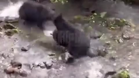 Baby bear shows off his catch to the wrong mom