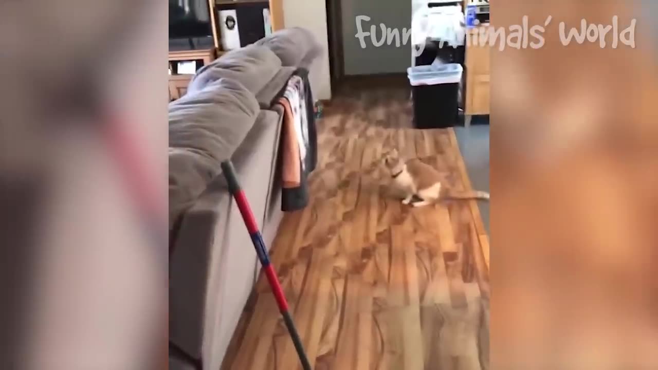 Funny Cats and Dogs