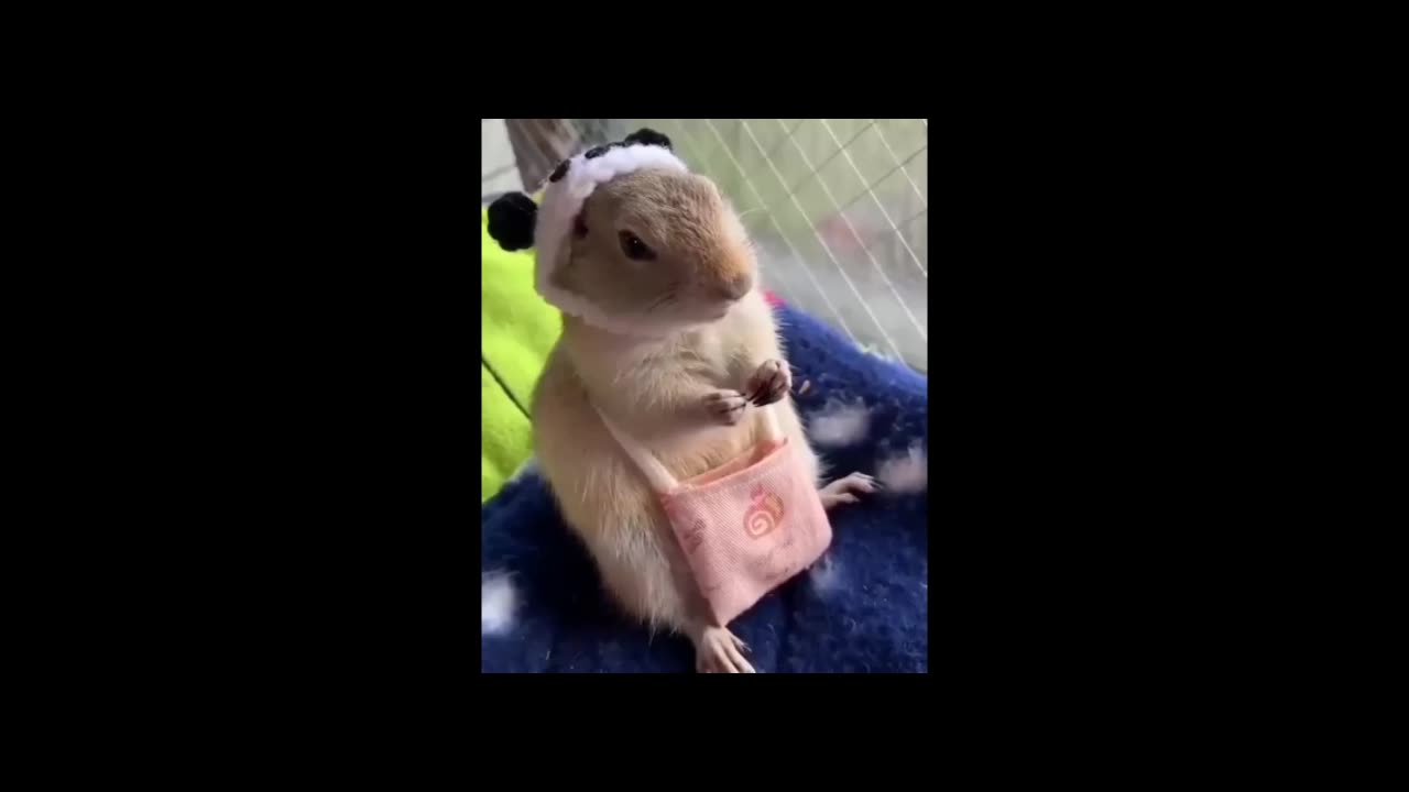 Funniest Animals Shorts #shorts #animals #pets #funny #funnyanimals