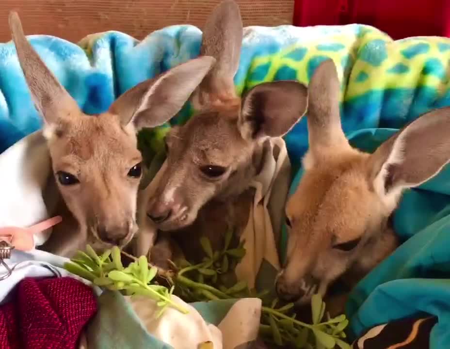 kangaroos love Portulaca 🌿💚