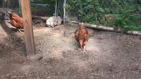 Chicken Yard Activity part 2