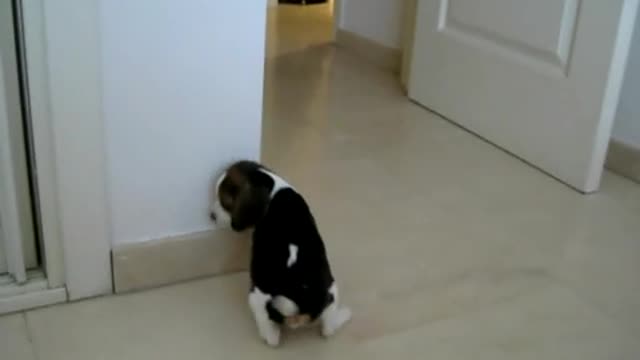 Beagle puppy, first day at home