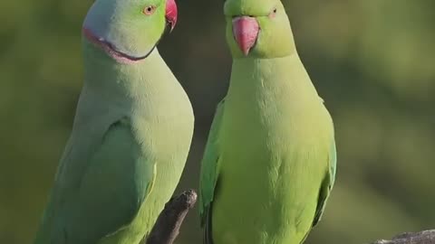 Wildlife & Funs