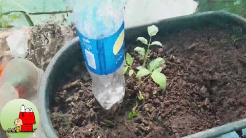 Green house update on tomatos and pumpkins