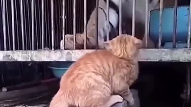 That first cat feared nothing