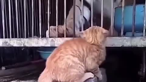 That first cat feared nothing