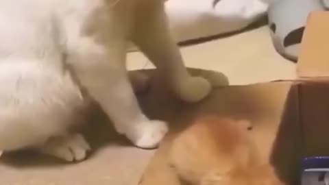 Funny cat & dog enjoying each other