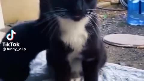 The funny Animal that has everyone loughing
