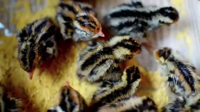 Nature Video 30 Seconds|WhatsApp Status Video|Nature Background Videos
