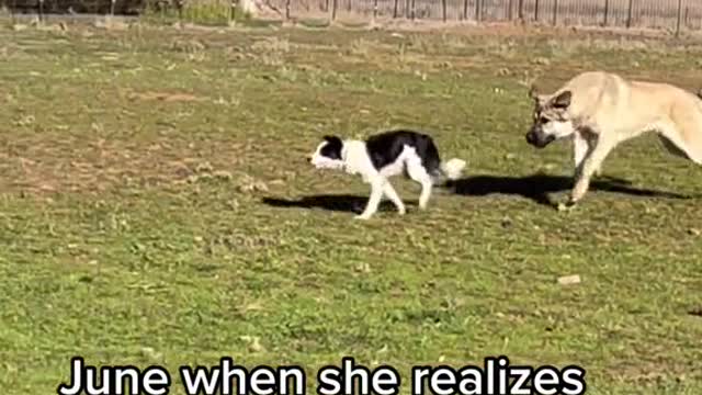 June when she realizes Judge has her tail fur