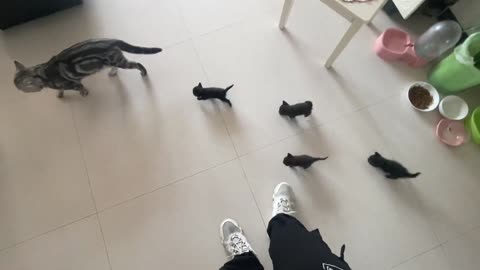 The babies who follow the mother cat