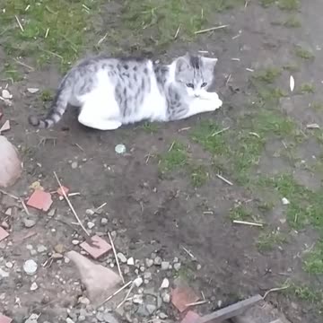 Filemon crazy cat dance