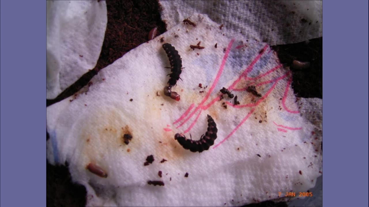 How to keep and breed glowworms | My most viewed video revisited | Reaction after almost six years!