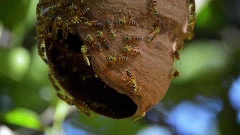 Colony Of Bees