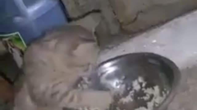 Cat uses hands to eat fried rice.