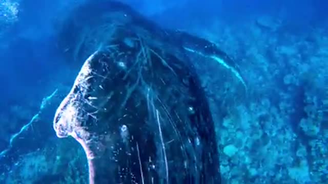 Playful humpback whales engoy folicking with swimmer in tonga