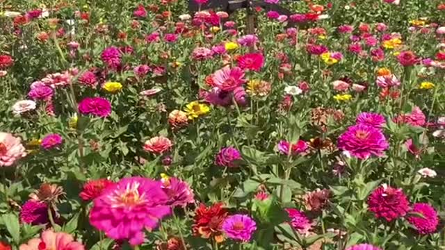 Don't miss this beautiful flower trail in Apple Hill