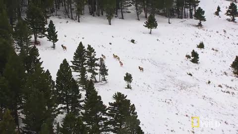 Hunting With the Dark Wolf _ Wild Yellowstone