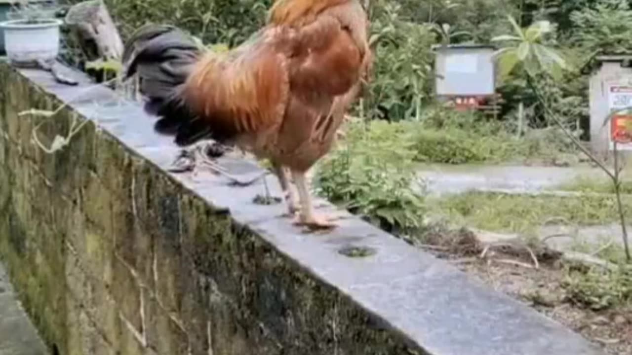 what a cock!