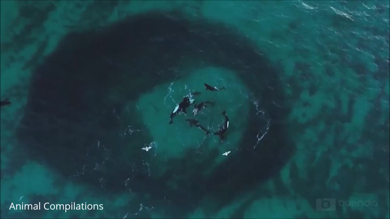 Wild Orca Killer Whales Swimming in HD - Compilation