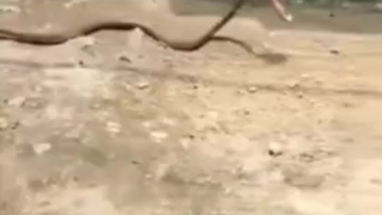 lady throws thong at snake, snake grabs it and takes off